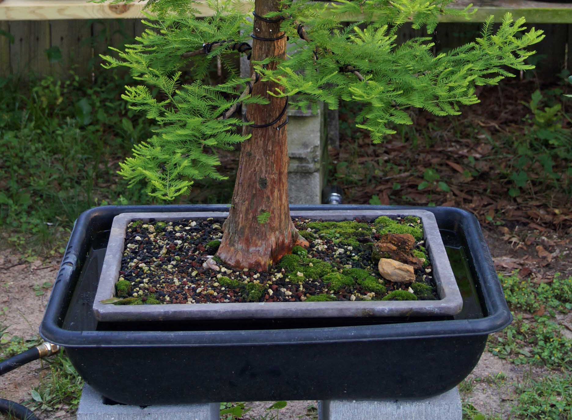 SUBMERSION OF BALD CYPRESS FOR INCREASING TRUNK GIRTH