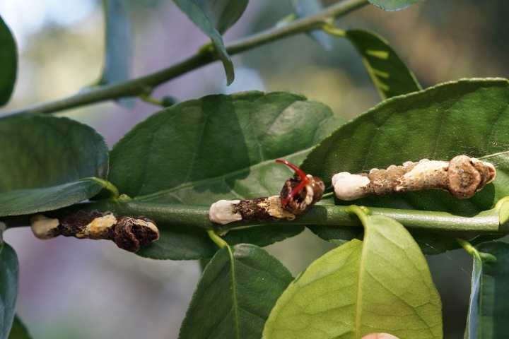 OF CATERPILLARS AND BUTTERFLIES