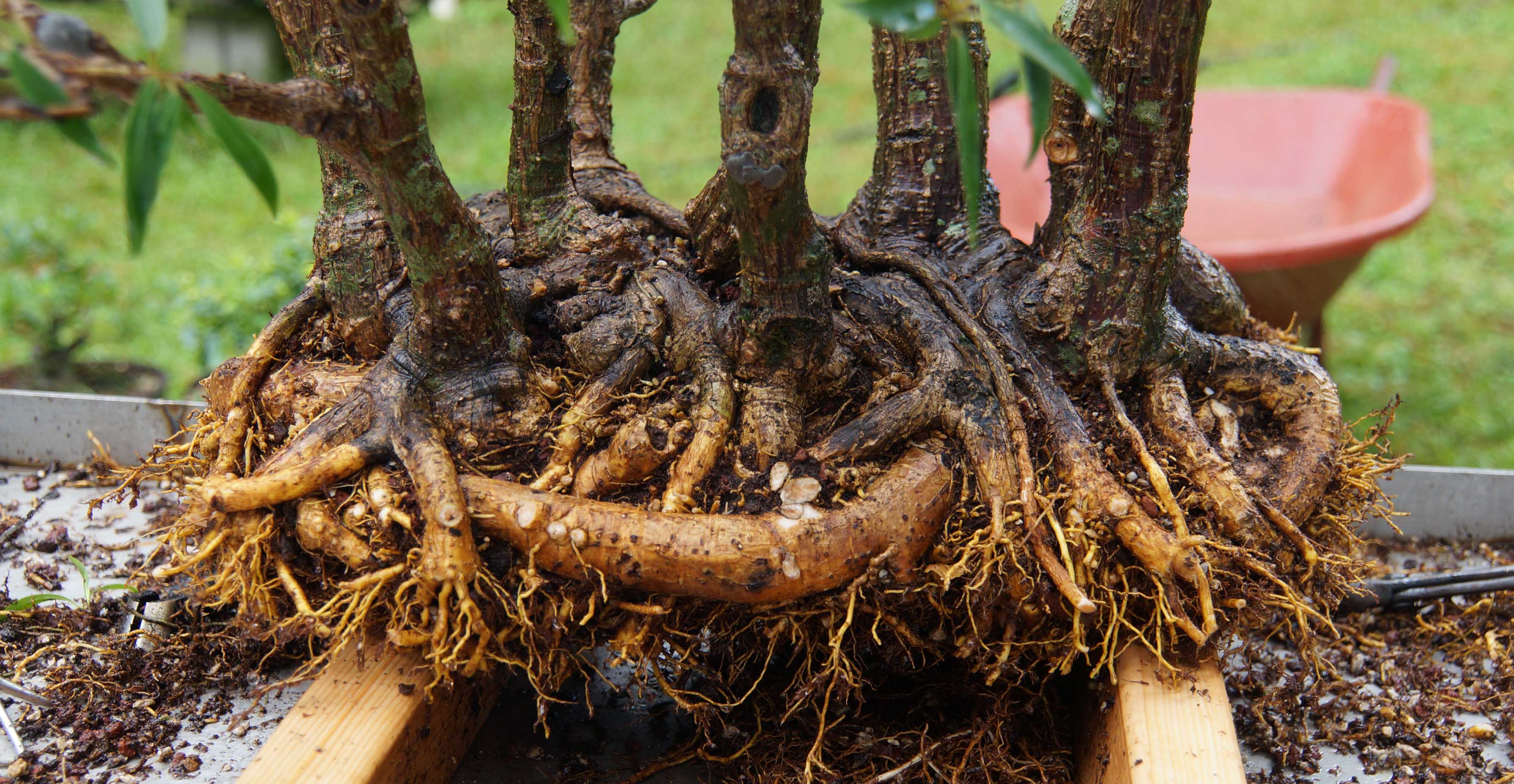 Offending Root