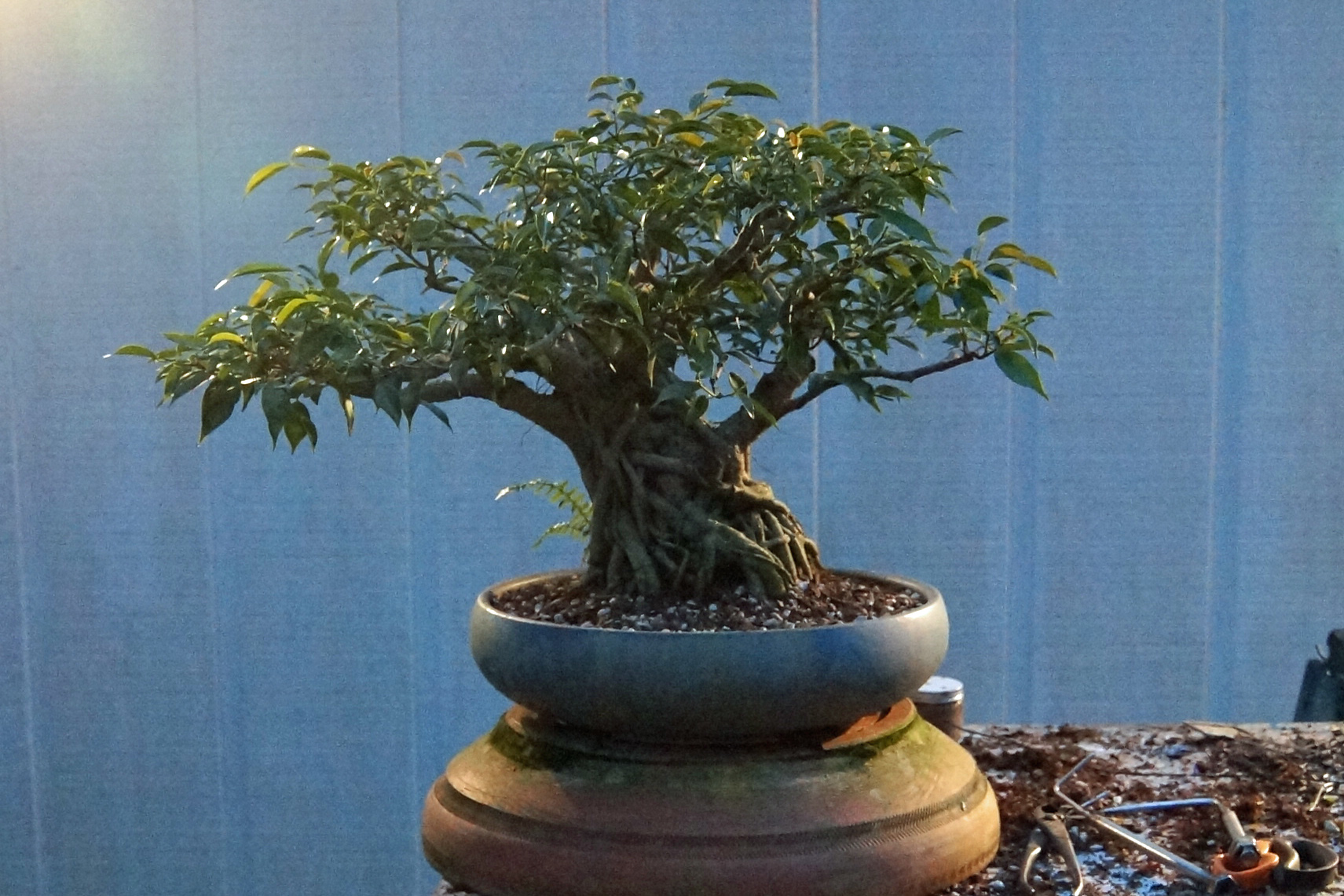 All Potted Up