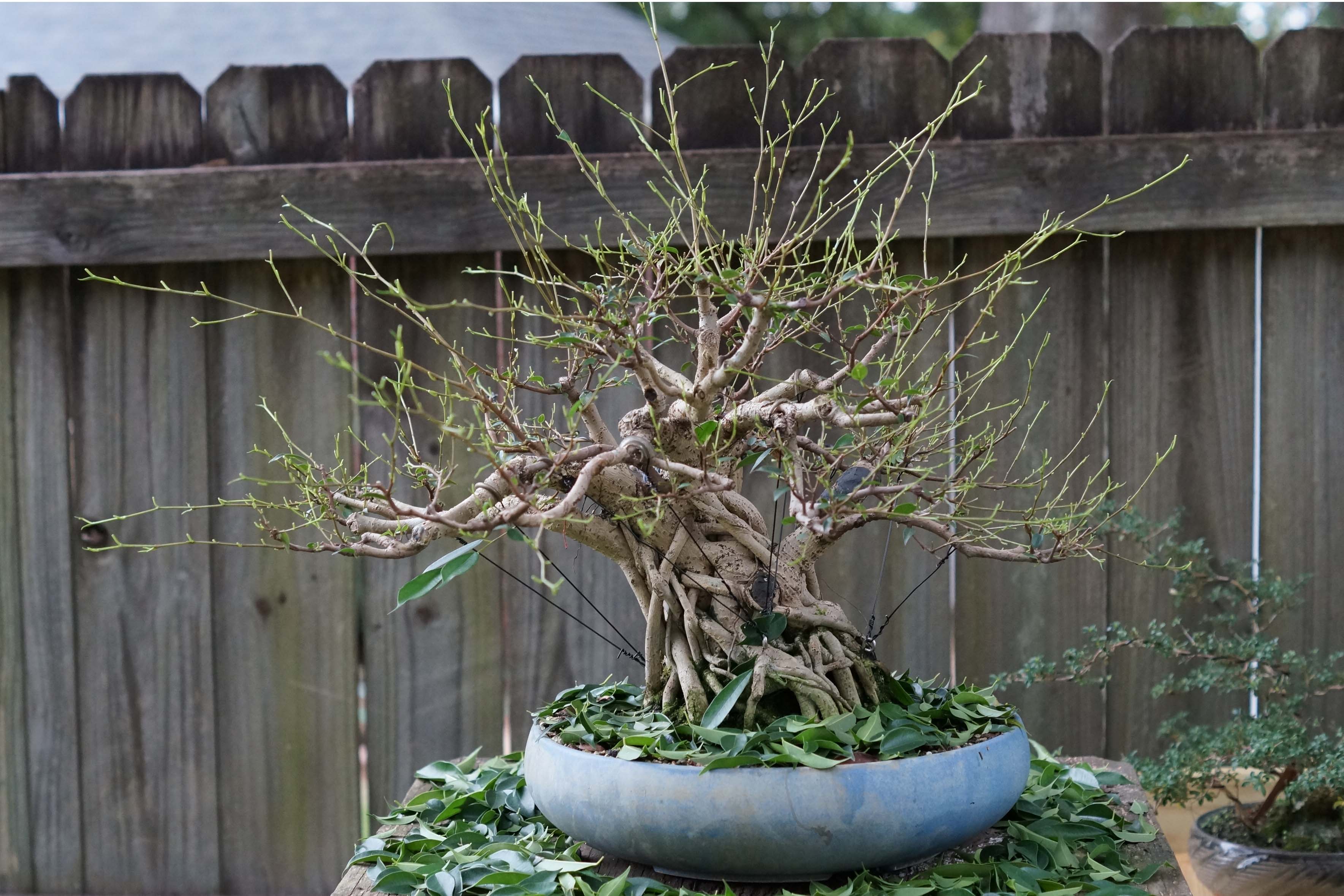 After Defoliation