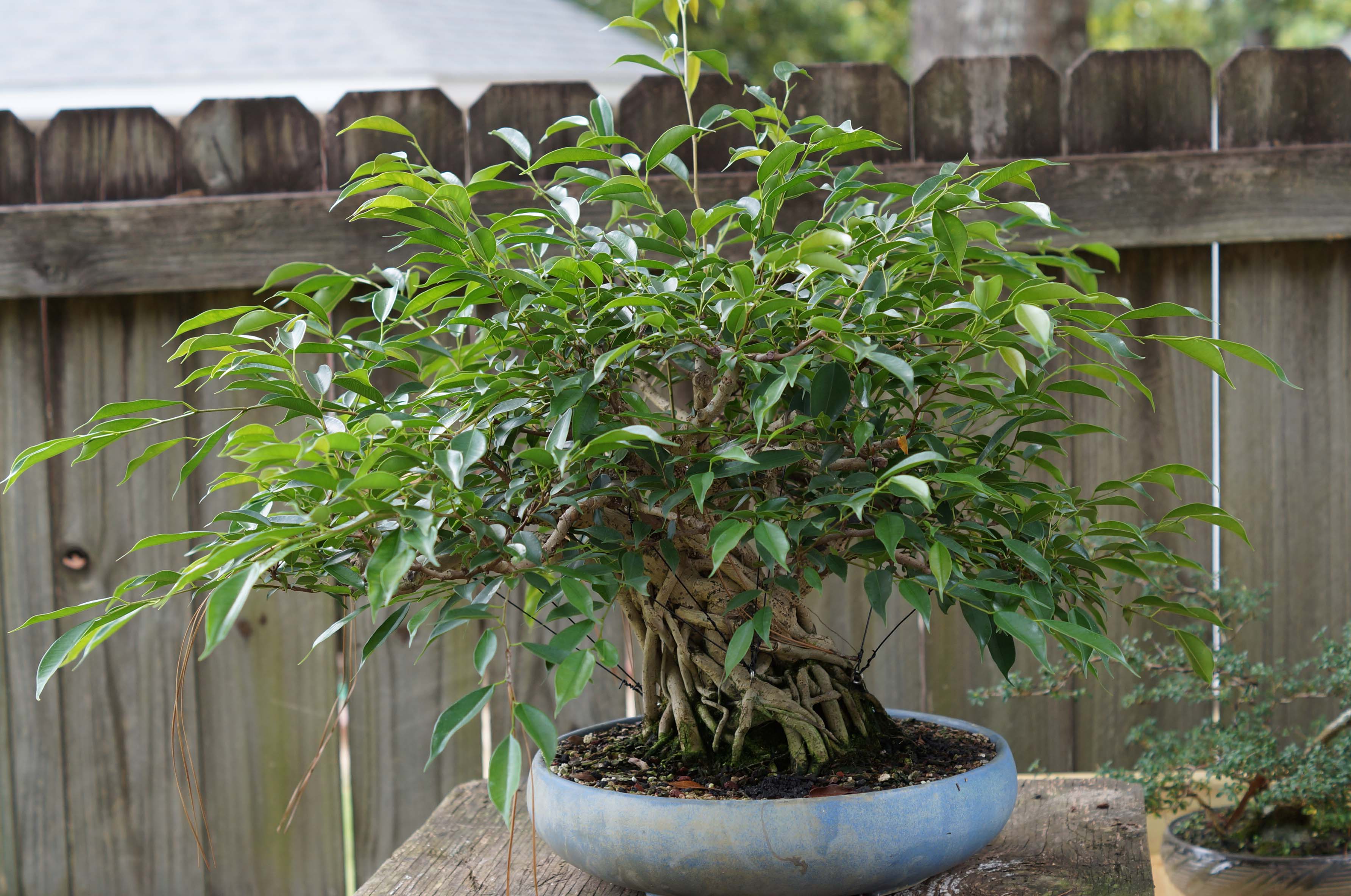 Before Defoliation