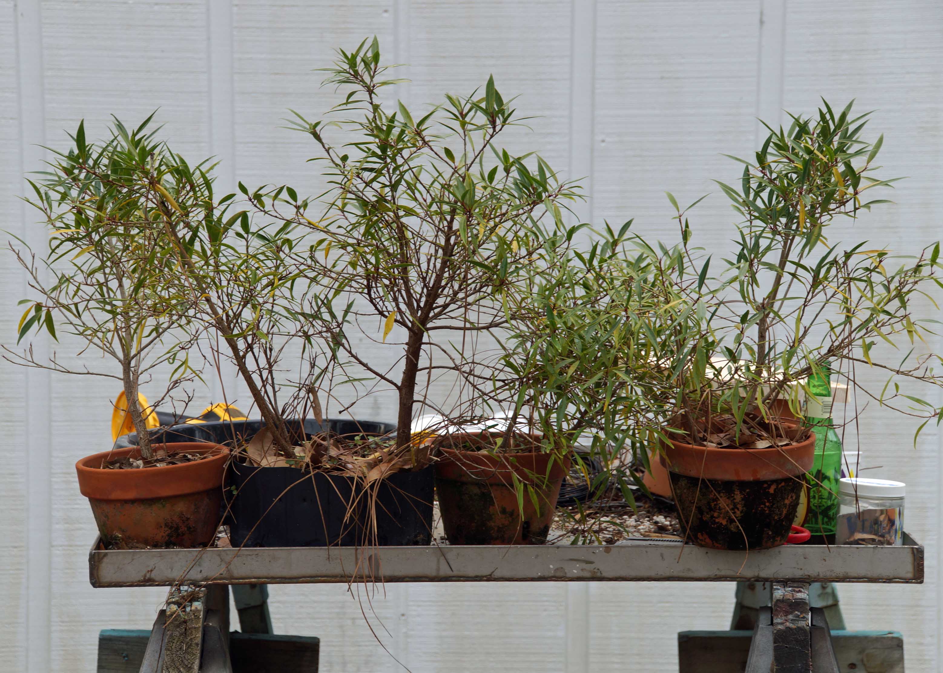 Cuttings, March 2017