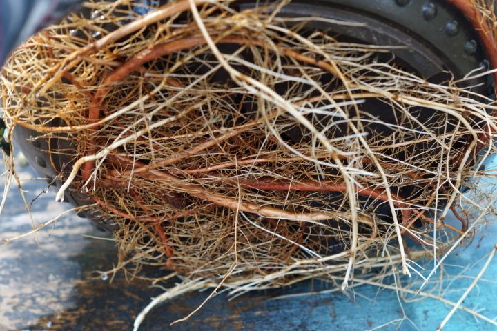 SUMMER ROOT GROWTH ON BALD CYPRESS