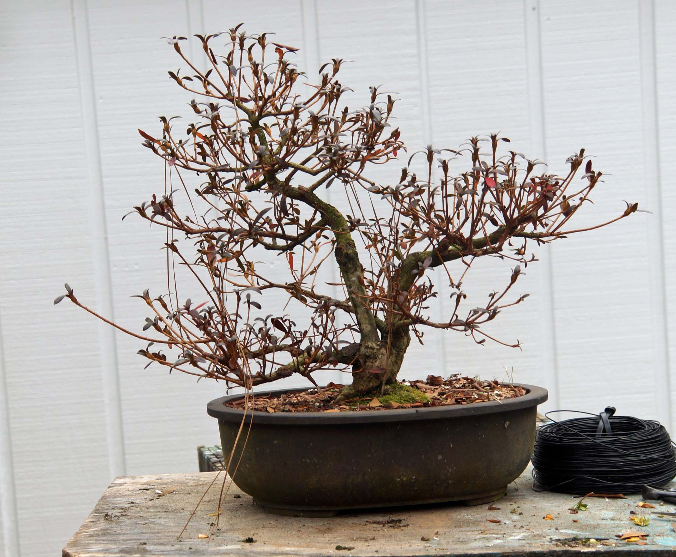 IS MY AZALEA DYING?