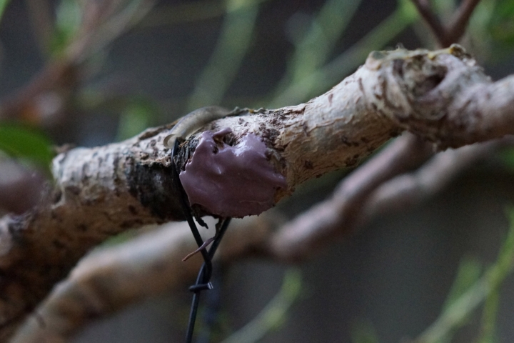 SEALING WOUNDS ON BONSAI