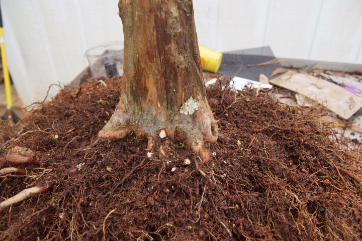 BALD CYPRESS REPOT