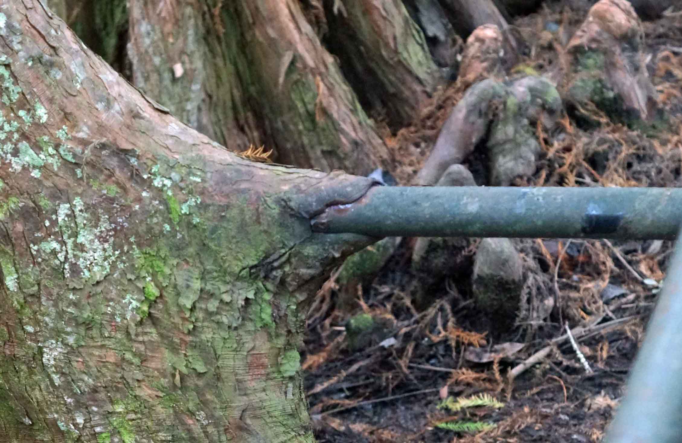 This Cypress is Swallowing the Rail