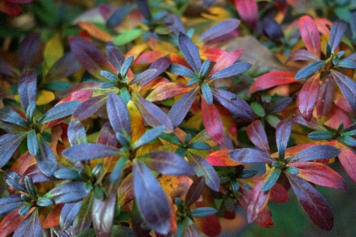 AZALEA WINTER COLORS