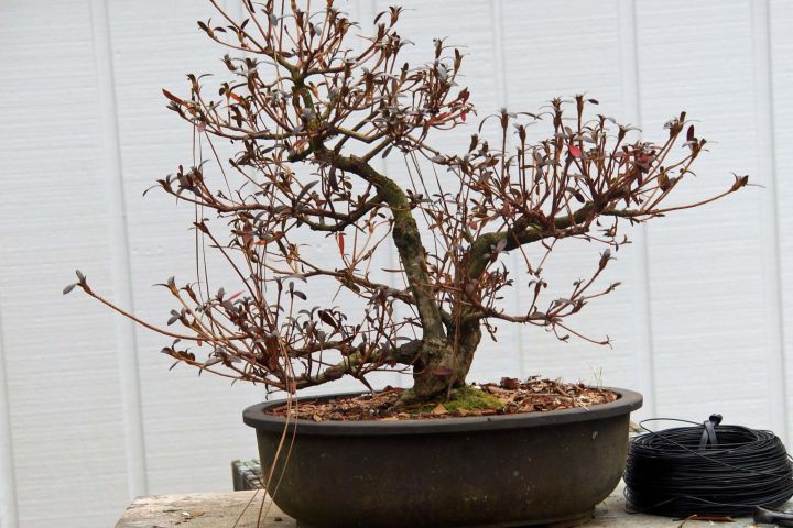 IS MY AZALEA DYING?