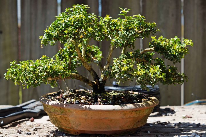 KINGSVILLE BOXWOOD REPOT