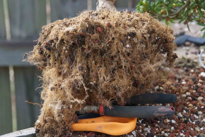 REPOTTING SATSUKI TSUKI NO SHIMO