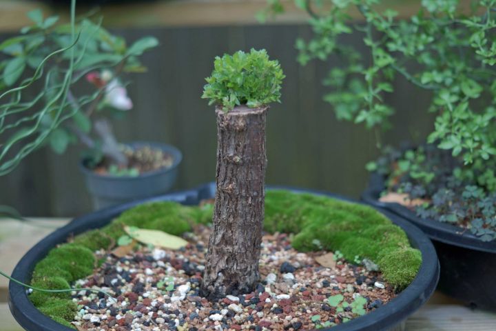 MAKING AN ELM BROOM