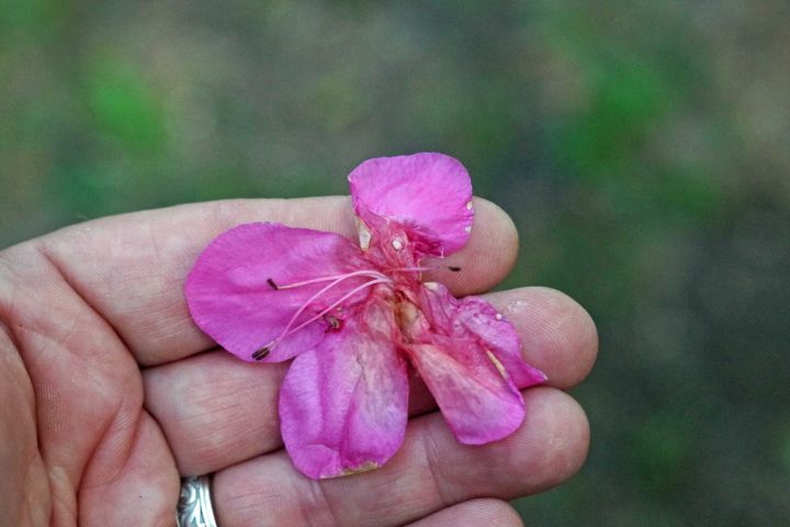 OVULINIA AZALEAE, OR PETAL BLIGHT, THE BANE OF THE AZALEA ENTHUSIAST