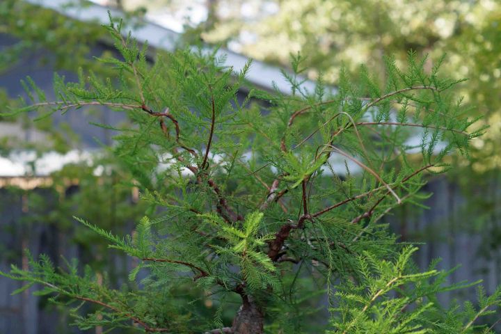 LATE SUMMER BALD CYPRESS TRIM