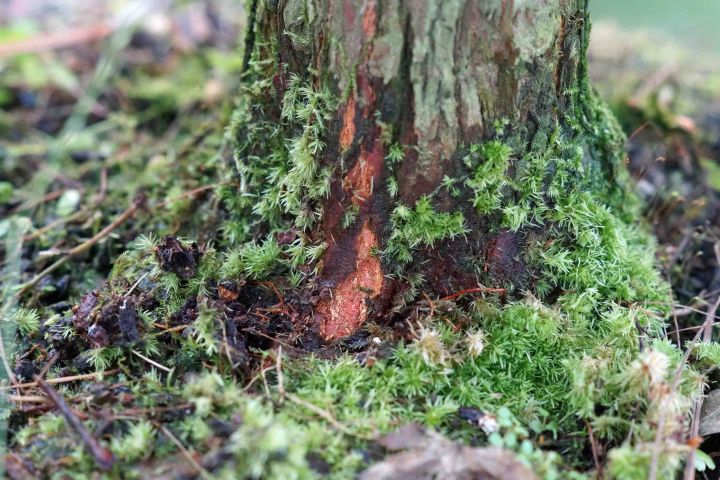 LATE SUMMER GROWTH ON BALD CYPRESS