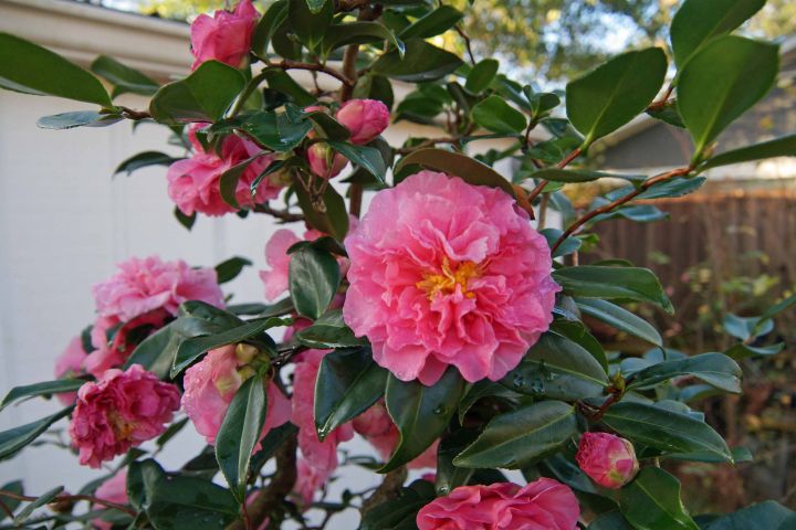 CAMELLIA BONSAI