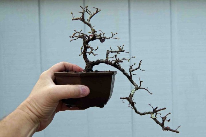 SHOHIN SIZE CHINESE ELM REPOT